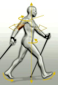 La importancia de la rotación que ejerce nuestra espalda, trabajando el eje escapular y el eje pelvico, dando lugar a un movimiento muy beneficioso para nuestra columna vertebral y espalda en general.